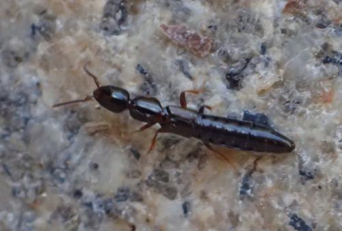 Réf. 324 786 : Xantholinini inconnu